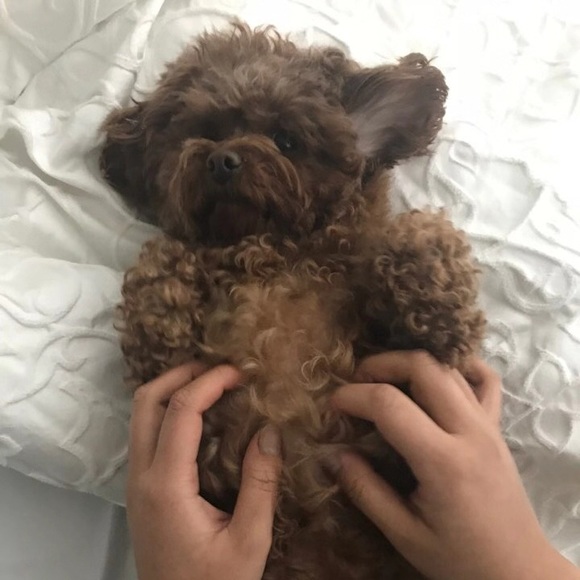 chocojelly_love